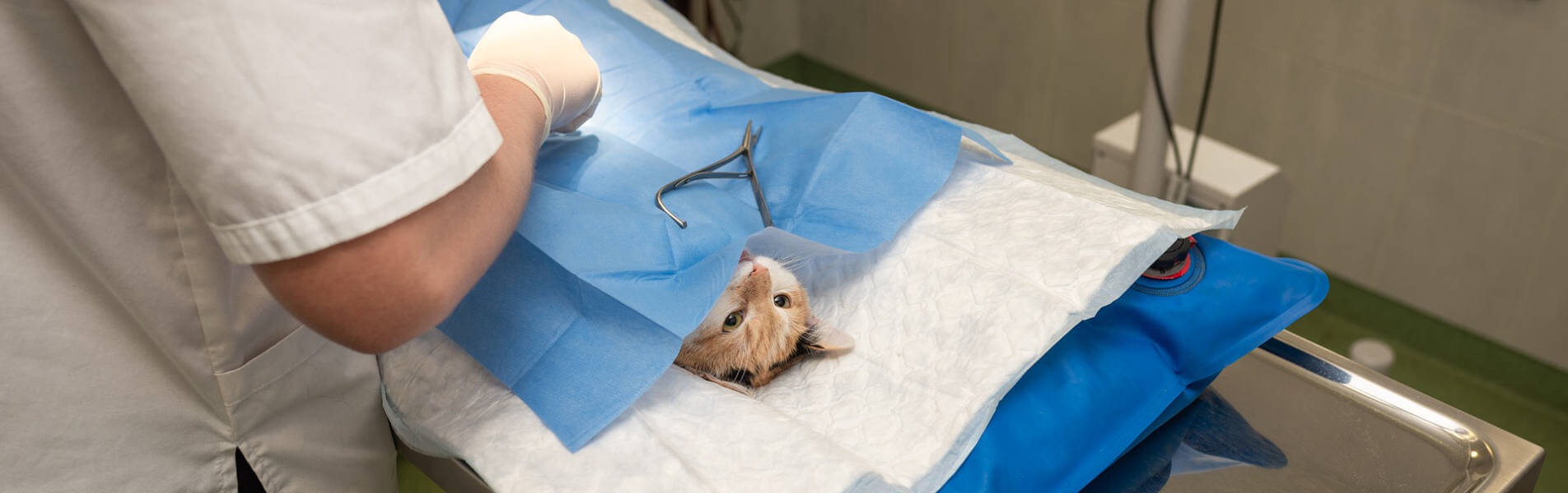 chirurgia negli animali da compagnia